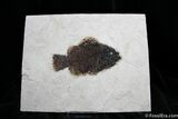 Inch Priscacara Liops Fossil Fish #803-1